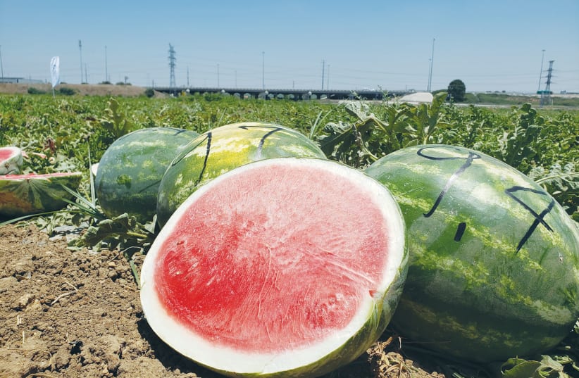 ISRAELI-GROWN watermelon – why does it taste so good?  (photo credit: BEN BARUCH)