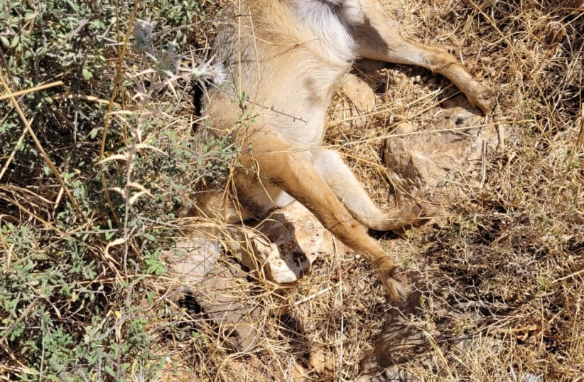 The carcass of a Jackal found in the Upper Galilee. (photo credit: GUY ZOHARONI /NATURE AND PARKS AUTHORITY)