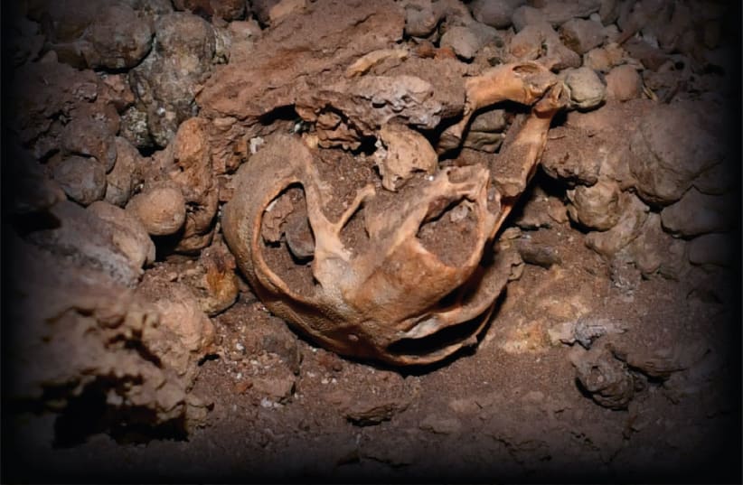 Ancient rat skull sheds light on the history of the Judean Desert. (photo credit: DR. IGNACIO A. LAZAGABASTER)