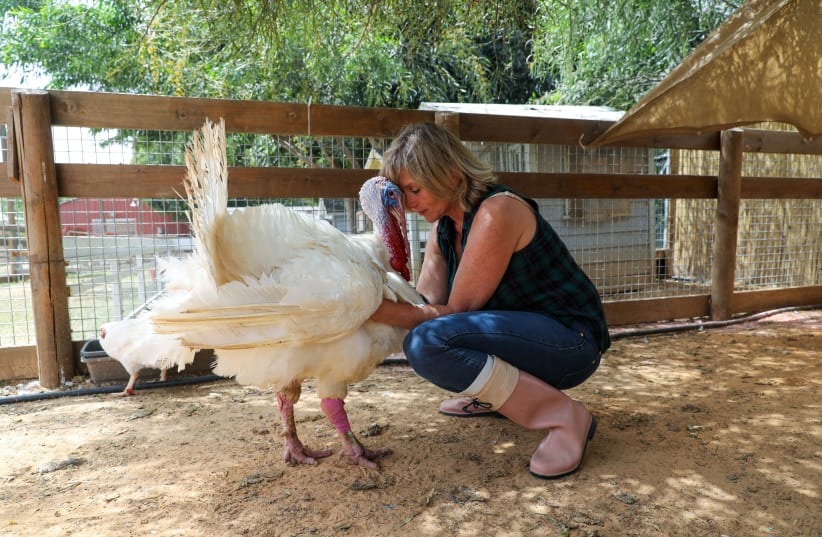 Freedom Farm co-founder Adit Romano caresses Shirley, a blind turkey, named before it was discovered that he is male. (photo credit: MARC ISRAEL SELLEM)