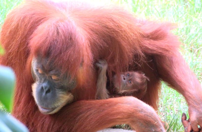 Tokyo the Orangutan with her mother Tana in Ramat Gan safari. (photo credit: YAM SITON)