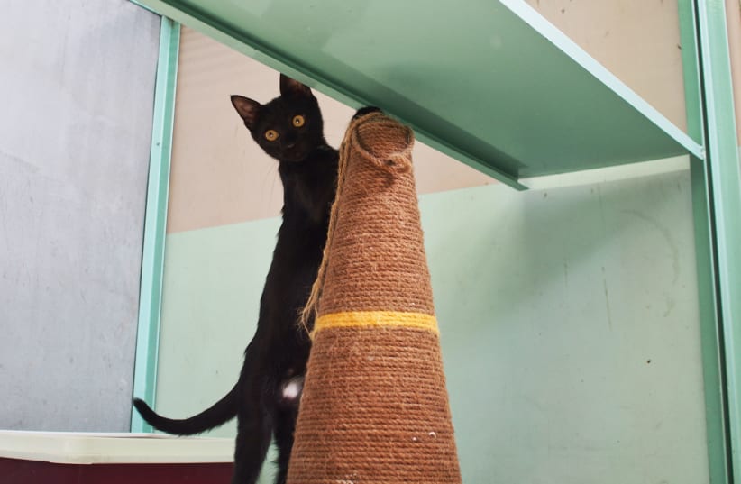 Black cat Kimi is seen playfully interacting with a scratching post. (photo credit: Genia Pendior)