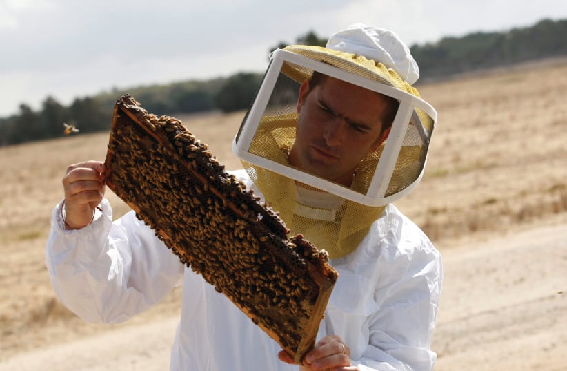  Israeli beekeeper Paz Raziel check a honeycomb in a field near Kibbutz Yad Mordechai (photo credit: GIL COHEN MAGEN/REUTERS)