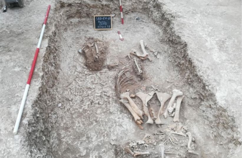  Early Anglo-Saxon horse and dog burial (photo credit: Peter Knowles/KAP)
