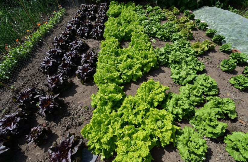 Different kinds of lettuce are seen growing (illustrative). (photo credit: Wikimedia Commons)