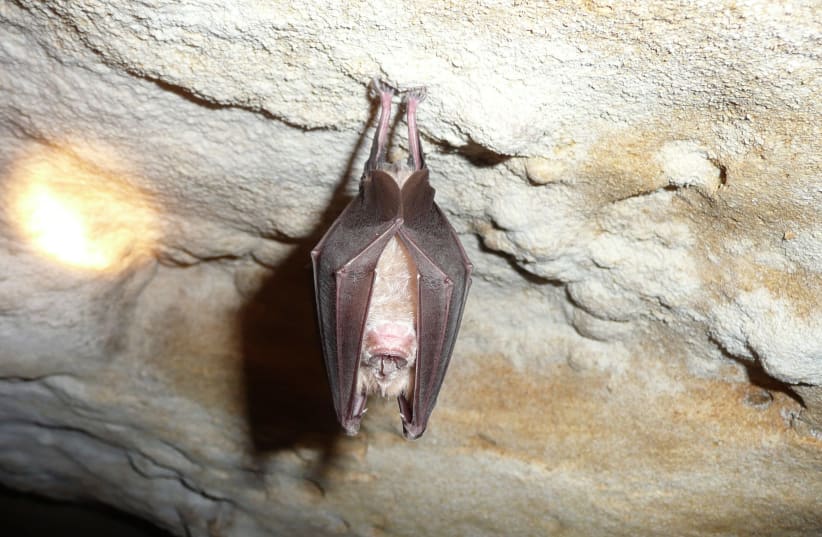Greater horseshoe bat (photo credit: MARIE JULLION/CC BY-SA 3.0/VIA WIKIMEDIA COMMONS)