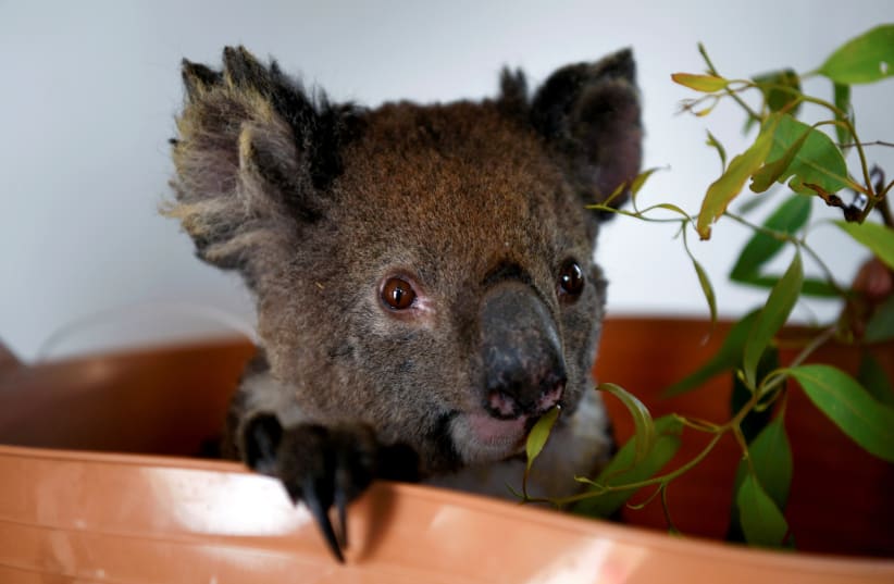  An injured koala is treated at the Kangaroo Island Wildlife Park, at the Wildlife Emergency Response Centre in Parndana, Kangaroo Island, Australia January 19, 2020. (photo credit: REUTERS/TRACEY NEARMY)