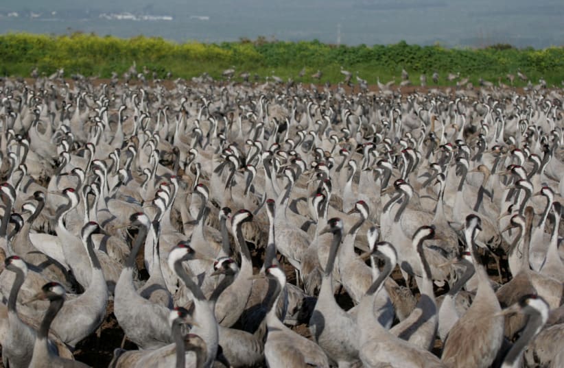  Thousands of common cranes have flocked to the Hula Valley in Israel's North. (photo credit: JONATHAN MEIRAV / SPNI)