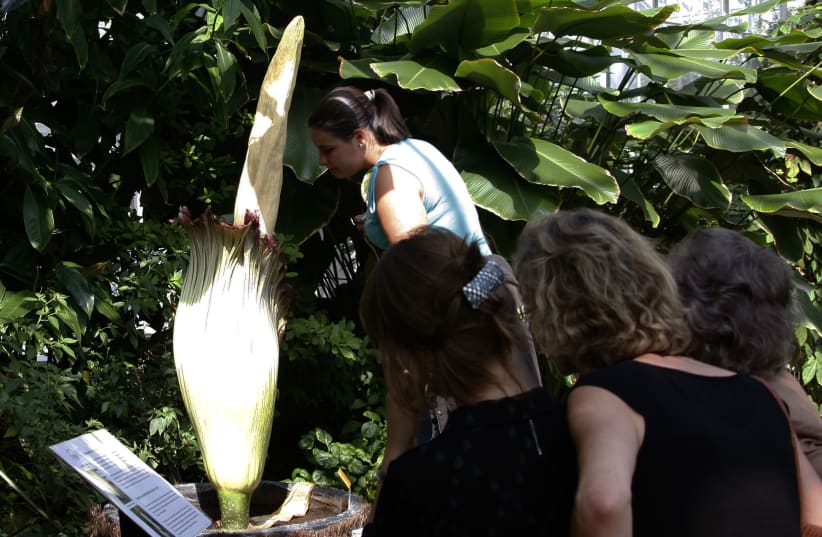  Visitors look at the Amorphophallus Titanum, one of the world's largest flowers, at the National Botanic Garden in Meise near Brussels August 8, 2008. (photo credit: REUTERS/FRANCOIS LENOIR)