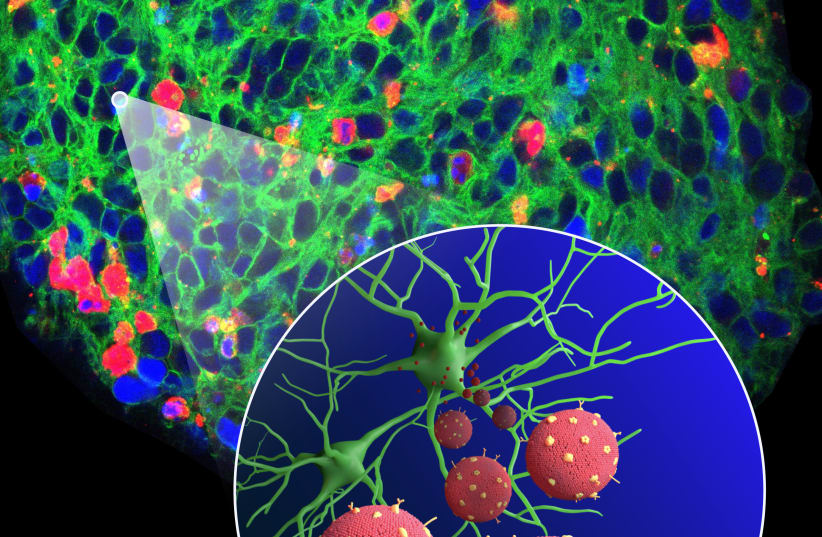 "Neurosomes" - Humanized Biomimetic nano vesicles (red) for neuron targeting (green) (photo credit: TECHNION SPOKESPERSON'S OFFICE)