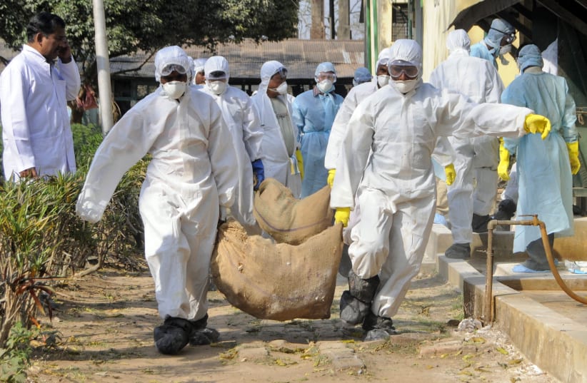 Health workers carry culled poultry for disposal at Gandhigram village, about 35 km (22 miles) west of Agartala, capital of India's northeastern state of Tripura, March 7, 2011 (photo credit: STRINGER/ REUTERS)