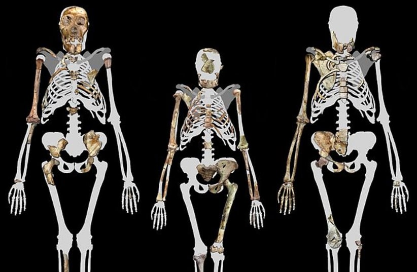  Malapa Hominin 1 (MH1) left, Lucy (AL 288-1 (Centre), and Malapa Hominin 2 (MH2) right. Image compiled by Peter Schmid courtesy of Lee R. Berger, University of the Witwatersrand. (photo credit: Wikimedia Commons)