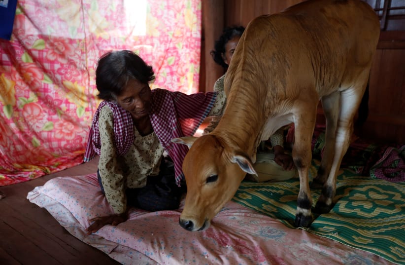  Khim Hang, 74, sits in her bedroom with a cow which she believes is her reborn husband in Kratie province, Cambodia, July 18, 2017. (photo credit: REUTERS/SAMRANG PRING)