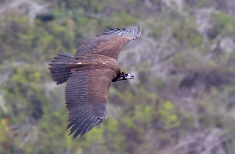 A cinereous vulture (A. monachus) in Israel (photo credit: JUAN LACRUZ/CC BY-SA 3.0 (https://creativecommons.org/licenses/by-sa/3.0)/VIA WIKIMEDIA COMMONS)