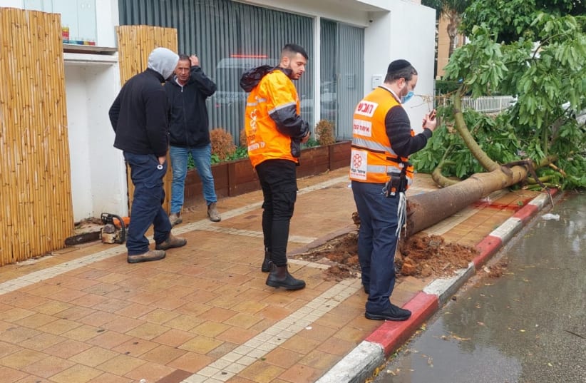  A tree was knocked down on a man due to Carmel storm winds. (photo credit: UNITED HATZALAH‏)