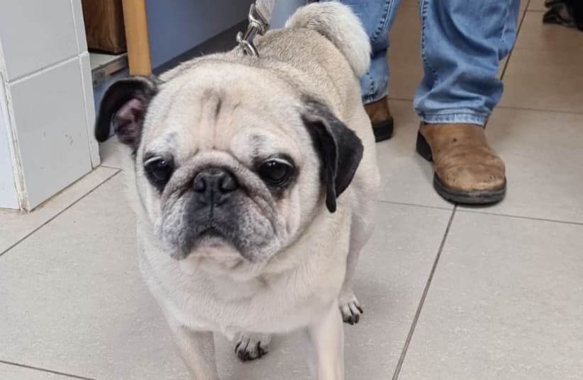  Toy, a 10-year-old pug, was abandoned in just the last two weeks. (photo credit: SPCA Israel Archives)