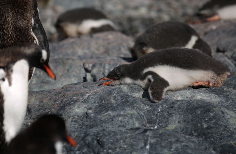  Penguins are seen in Curverville Island, Antarctica, February 15, 2018 (photo credit: ALEXANDRE MENEGHINI/ REUTERS)
