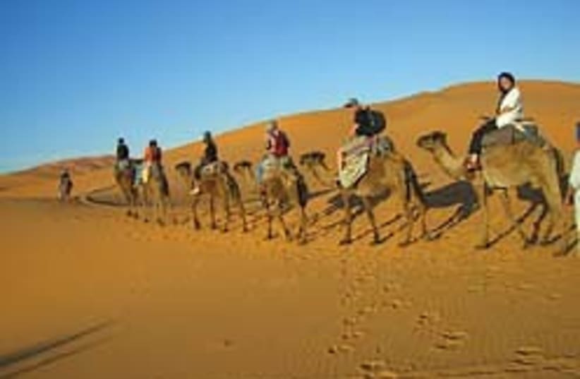 morocco camel 248 (photo credit: Steve Linde, Linda Epstein)