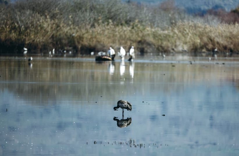  Workers in hazmat suits are seen on January 2 removing the carcasses of cranes that died following an outbreak of avian flu at the Hula Valley. (photo credit: RONEN ZVULUN/REUTERS)