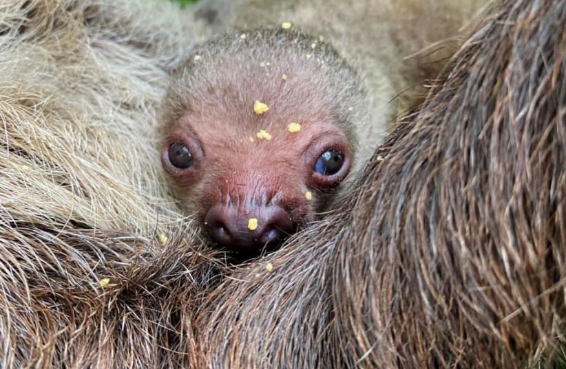  The Green Planet – Dubai's baby sloth, the first of its kind born in the Middle East. (photo credit: Courtesy)