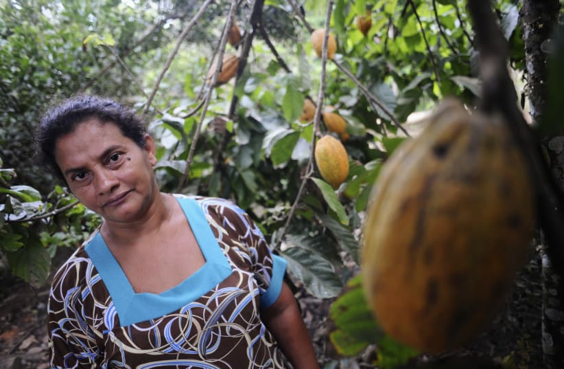 Brazilian Ivonildes Santos Sousa poses next to the cacao trees she planted on her property in the sustainable development community PDS Esperanca, in Anapu, June 3, 2012. (photo credit: REUTERS/LUNAE PARRACHO)