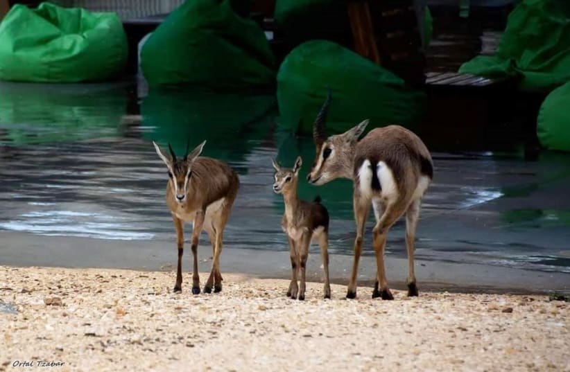  A happy family at the Gazelle Park in Jerusalem. (photo credit: ORTAL TZABAR)