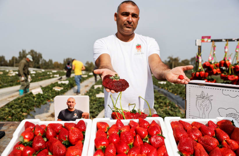  Israeli farmer Tzahi Ariel presents his giant strawberry, weighing 289 gram and grown in Israel after it sets a new Guinness record. (photo credit: AMIR COHEN/REUTERS)