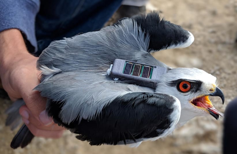 A black-winged kite is equipped with a tracking device. (photo credit: COURTESY OF HEBREW UNIVERSITY)
