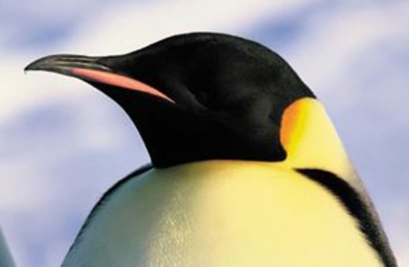 penguin 88.298 (photo credit: )