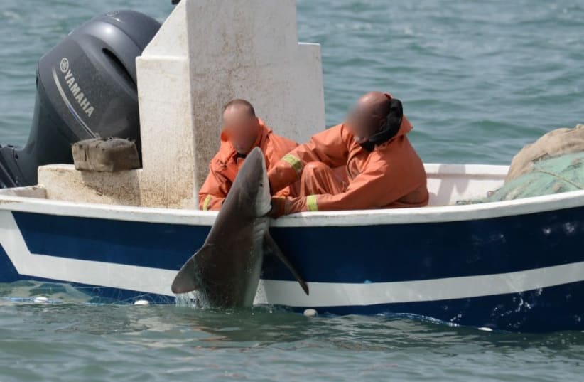 Israeli fishermen release a sandbar shark into the wild (photo credit: GUY LEVIAN/ISRAEL NATURE AND PARKS AUTHORITY)
