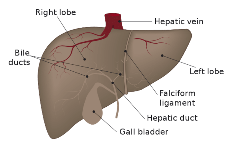  Liver diagram (photo credit: Wikimedia Commons)