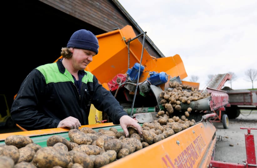  A farmer handles a large stock of potatoes that he can?t sell to restaurants or catering services, as they are closed due the coronavirus disease (COVID-19) outbreak, at his property in Purmer, Netherlands, April 3, 2020.  (photo credit: REUTERS/EVA PLEVIER)