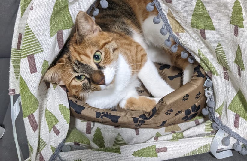 Do Cats Like Tunnel Beds? Unveil Feline Comfort Secrets
