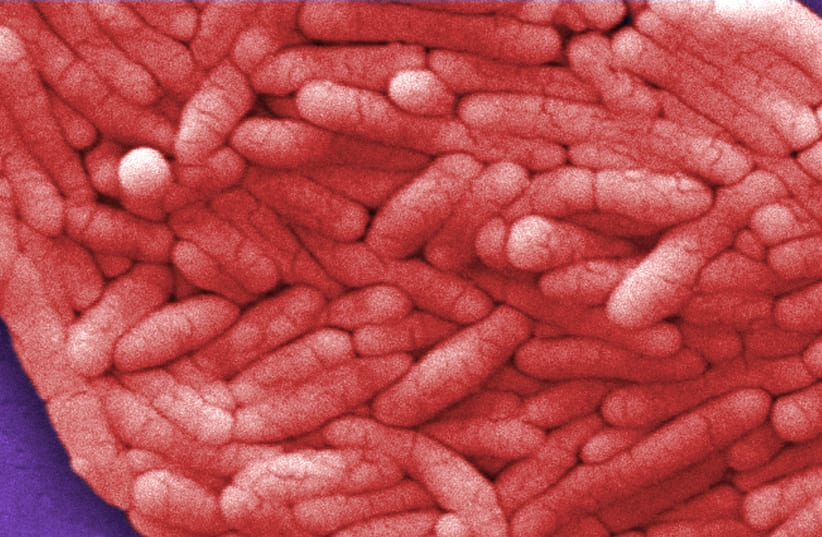 Under a very high magnification of 12000X, this colorized scanning electron micrograph shows a large grouping of Gram-negative Salmonella bacteria. (photo credit: REUTERS/JANICE HANEY CARR/CDC/HANDOUT)