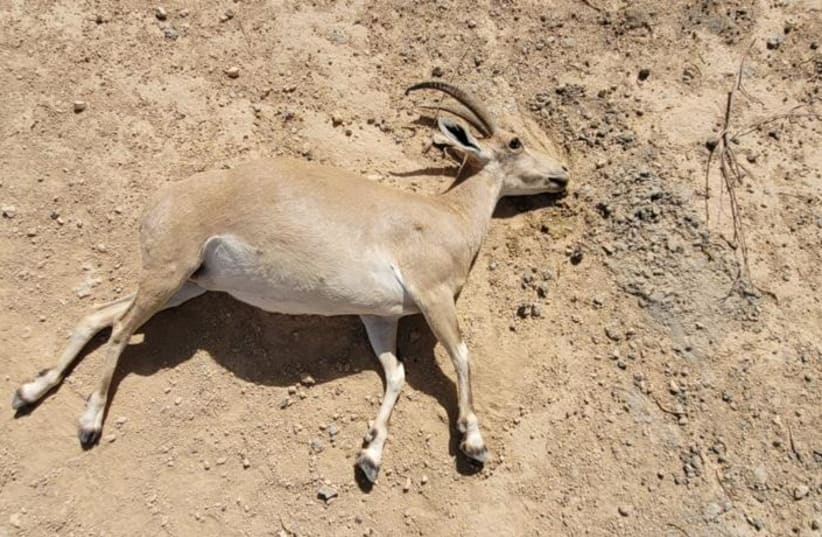   A dead ibex is seen in Mitzpe Ramon in southern Israel, on June 12, 2022. (photo credit: Yedidya Shmuel/Nature and Parks Authority)
