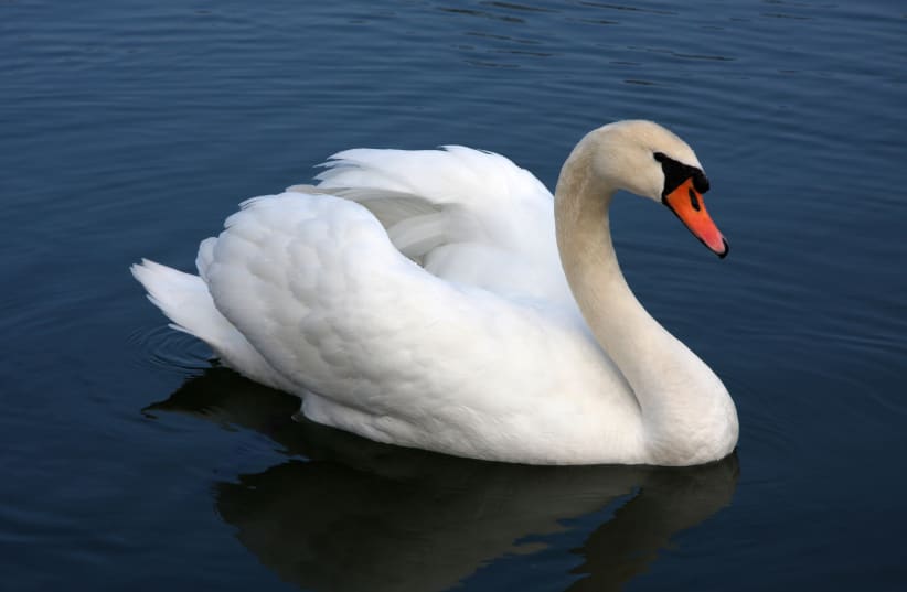 An adult mute swan (Cygnus olor) in a pond near Vrhnika, Slovenia (photo credit: Yerpo/CC BY-SA 3.0 (https://creativecommons.org/licenses/by-sa/3.0)/VIA WIKIMEDIA COMMONS)