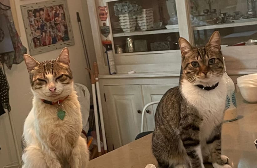 Formerly stray kittens Dwight K. Schrute (L) and Fergus, now in a loving home in Ra'anana after being given a second chance at life. (photo credit: ELISHEVA JACOBSON)