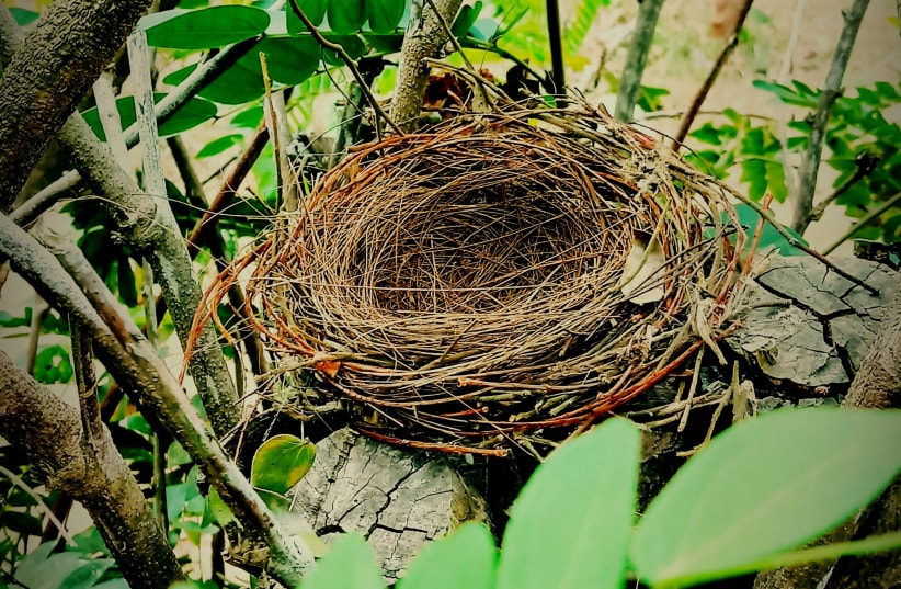  Embrace the empty nest (Illustrative). (photo credit: Sarath C M/Unsplash)