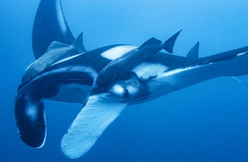  By making the most of social media and downtime during lockdown, a team of KAUST researchers has revealed previously unknown details about the population of oceanic manta rays in the Red Sea. (photo credit: Abdullah University of Science and Technology (KAUST), Anna Knochel)