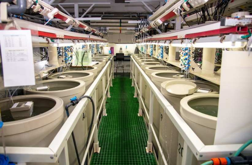 Can hi-tech fish farming replace traditional agriculture? - The ...