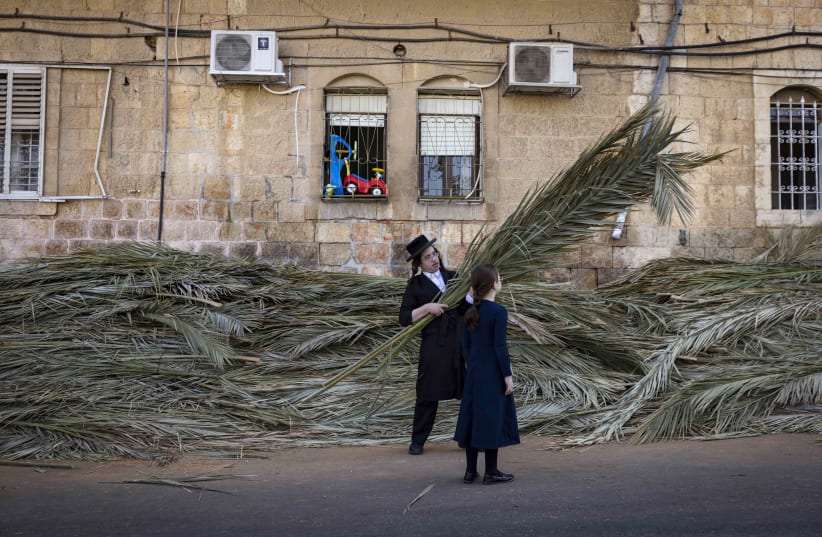  Ultra orthodox Jews carry  palm branches  in the Mea Shearim neighborhood. The palm branches will be placed on the roof of a"sukka" built for the upcoming Jewish holiday of Sukkot, October 6, 2022.  (photo credit: OLIVIER FITOUSSI/FLASH90)