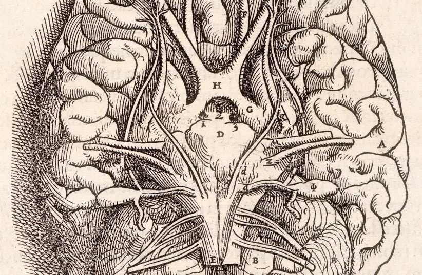 From the 1543 book in the collection in National Institute of Medicine. Andreas Vesalius' Fabrica, showing the Base Of The Brain, including the cerebellum, olfactory bulbs, optic nerve (photo credit: ANCHETA WIS/PUBLIC DOMAIN/VIA WIKIMEDIA COMMONS)