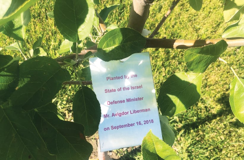  Then-Defense Minister Avigdor Liberman planted an apple tree at the Genocide Memorial Complex in Guba, Azerbaijan, in 2018. (photo credit: JACOB KAMARAS)