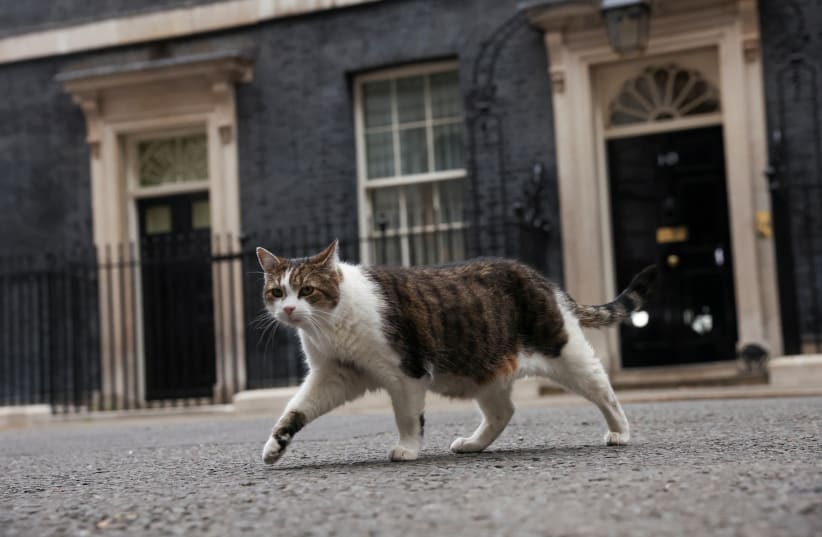  Larry the cat walks outside of 10 Downing Street in London, Britain July 7, 2022.  (photo credit: PHIL NOBLE/REUTERS)