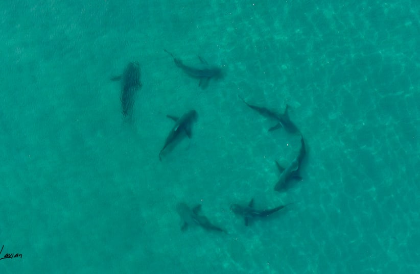  Sharks off the coast of Hadera, October 2022 (photo credit: Guy Lavian/Nature and Parks Authority)