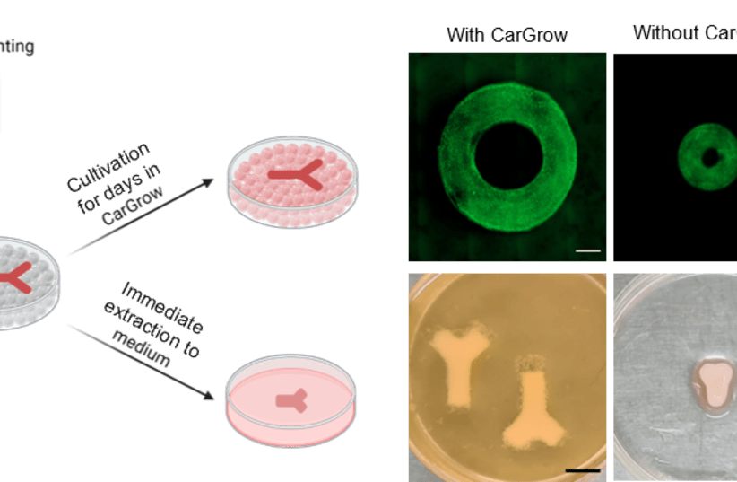  The results of growing the printed tissue in CarGrow (above) and without it. One can see that the innovative process maintains the original size of the tissue and prevents its drastic shrinking.  (photo credit: TECHNION SPOKESPERSON'S OFFICE)