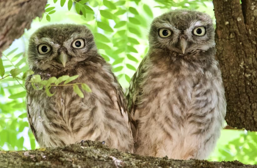 Two fledglings of the species known as Little Owl (Athene noctua). This common species may have been the model of some engraved slate plaques of the Copper Age. (photo credit: JUAN J. NEGRO)
