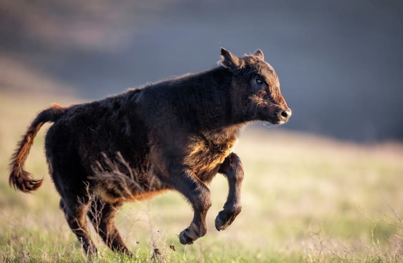  A baby cow is seen jumping (Illustrative). (photo credit: World Wildlife/StockSnap)