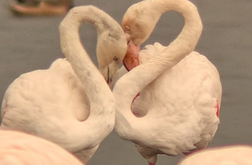  Two flamingos form the shape of a heart with their necks. (photo credit: KKL-JNF/NIR ASIS)