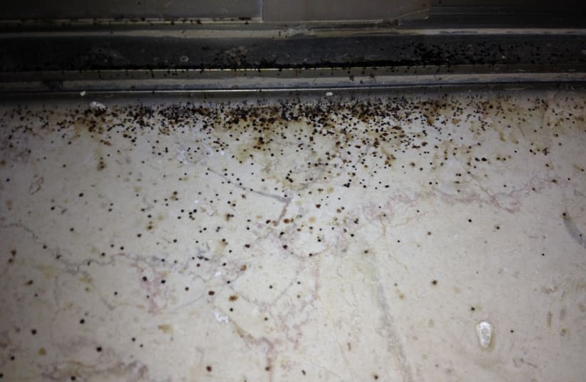  Black mold growing on a window ledge inside a home (photo credit: Wikimedia Commons)
